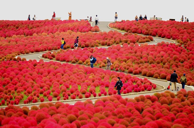 Công viên Hitachi Seaside – Hitachinaka, Ibaraki