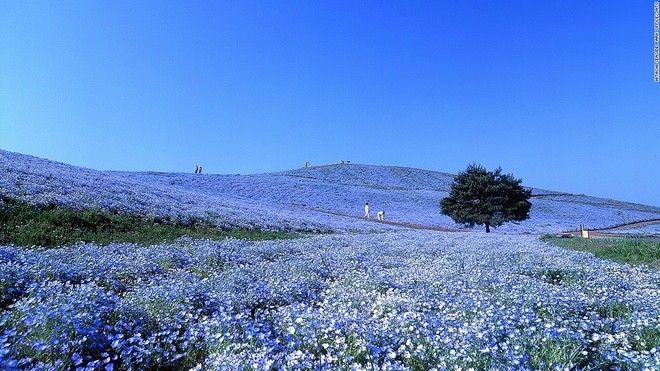 Công viên Hitachi Seaside (Ibaraki)