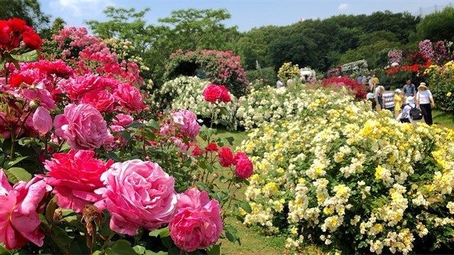 Công viên hoa hồng – Rose Park
