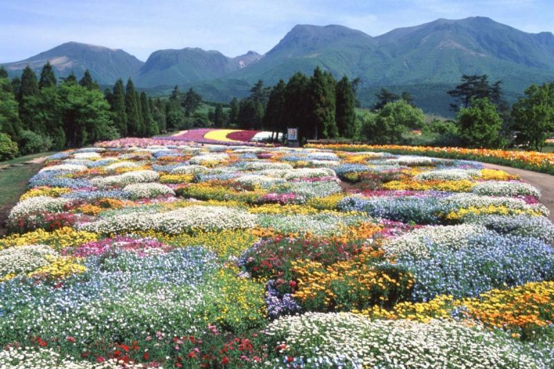 Công viên hoa Kuju, tỉnh Oita