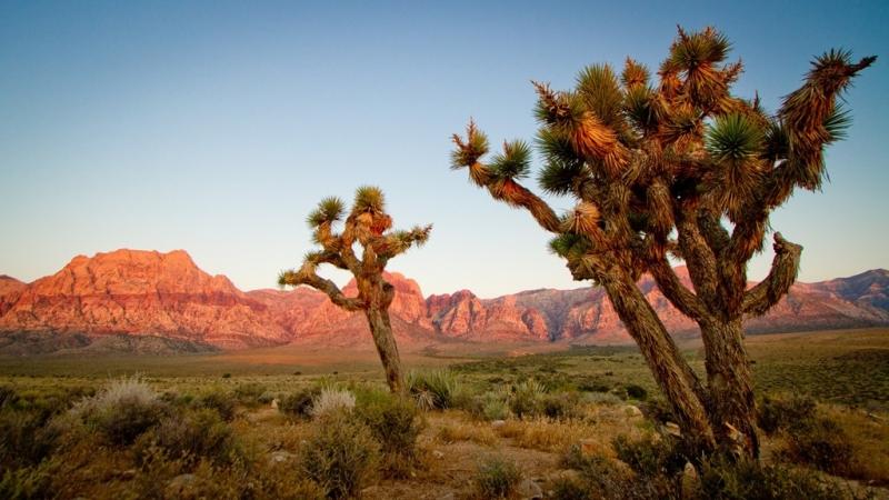 Công viên quốc gia Joshua Tree