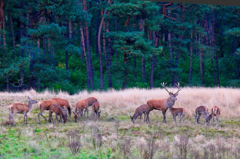 Công viên quốc gia Veluwe - Là tổ ấm của nhiều sinh vật hoang dã