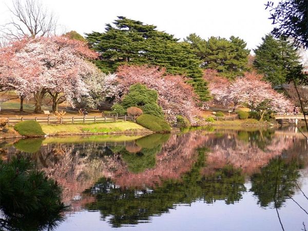 Một cảnh đẹp nên thơ tại công viên Shinjuku Gyoen