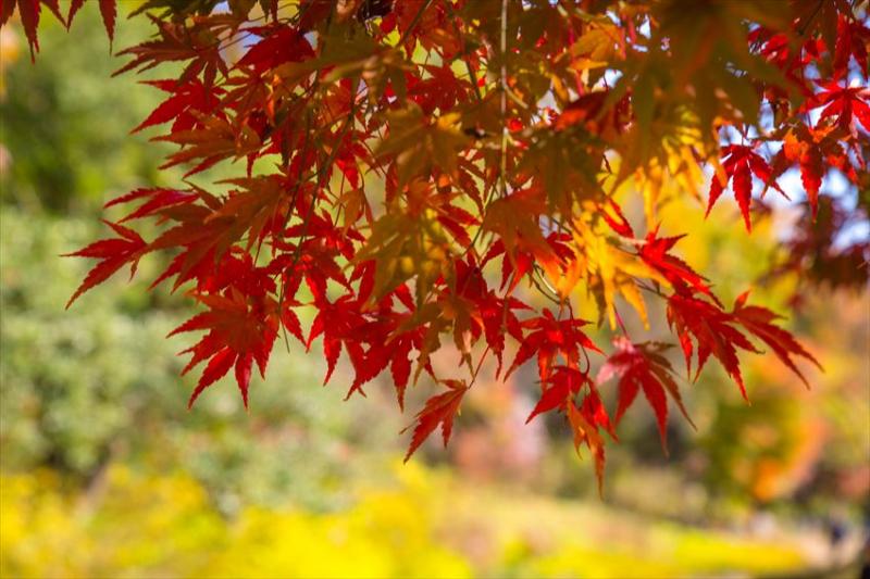 Công viên Showa Kinen - Nhật