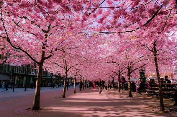 Hoa đào nở rộ tại Sumida