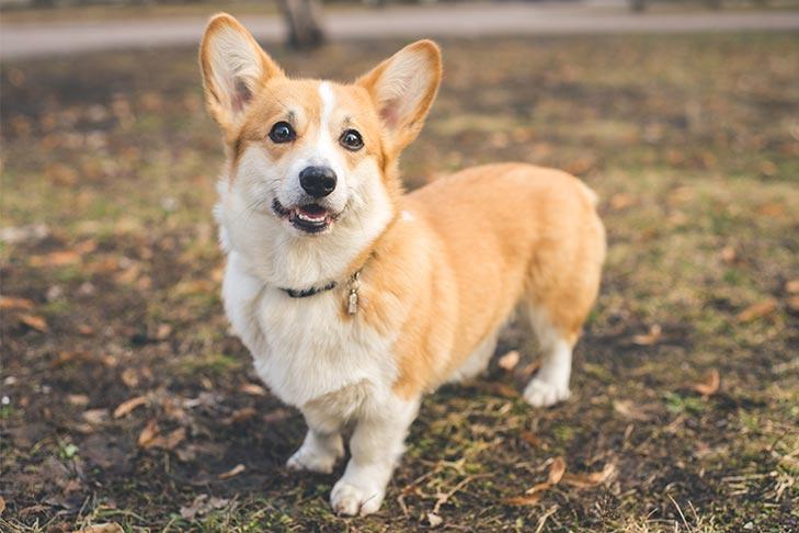 Khuôn mặt ngộ nghĩnh của chú chó Corgi