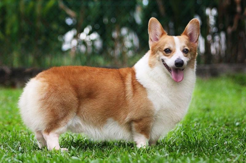 Corgi với thân hình đáng yêu