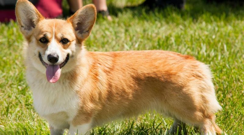 Với thân hình ngắn tũn đáng yêu của mình Corgi sẽ là người bạn tuyệt vời bên trẻ nhỏ