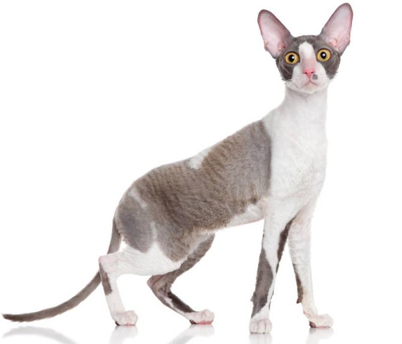 ﻿Cornish Rex là anh chàng cao kều năng động