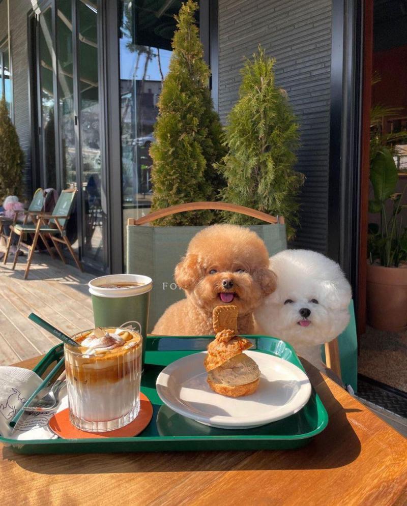 Trung tâm chăm sóc thú cưng Cozy Pet