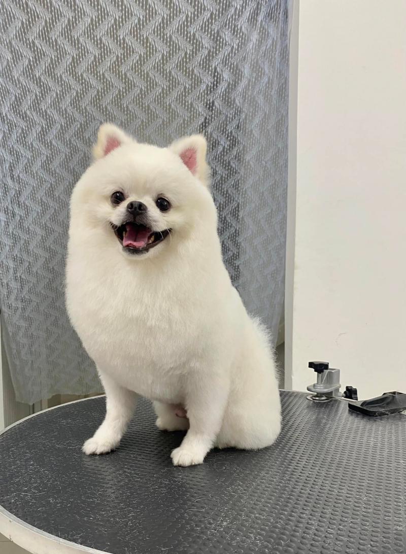 Trung tâm chăm sóc thú cưng Cozy Pet