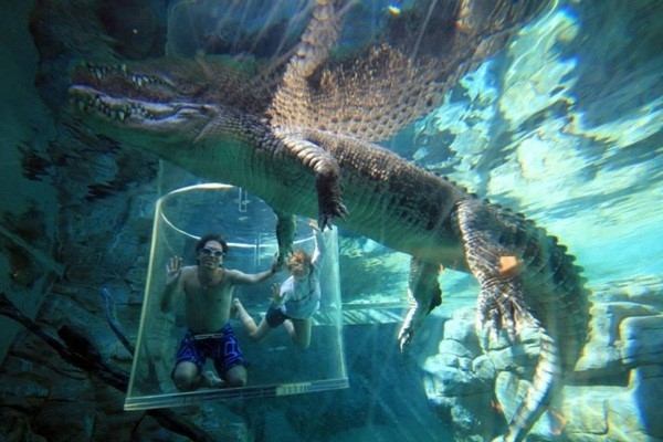 Công viên cá sấu tại Australia là điểm đến lý tưởng của những người thích mạo hiểm