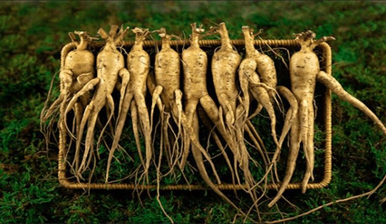 Ảnh minh hoạ (Nguồn internet)