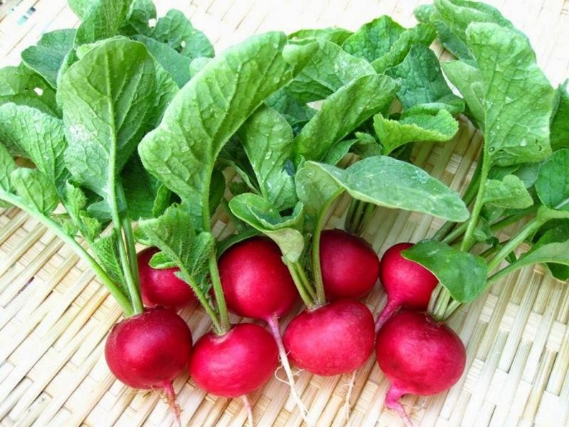 Củ cải đỏ baby loại tròn có củ mập mạp và khá dễ trồng