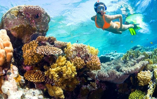 Thảm san hô rộng đến 165 ha