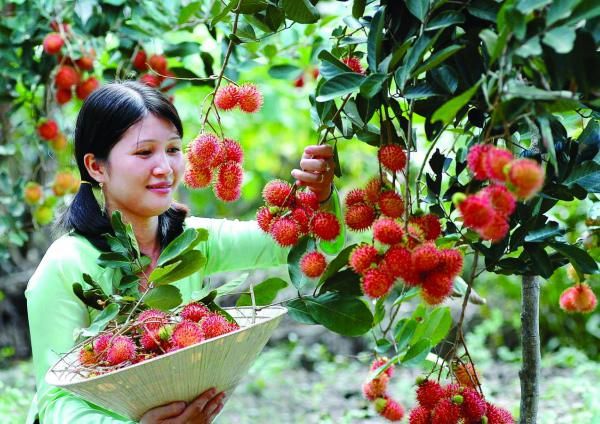 Cù lao Tân Quy