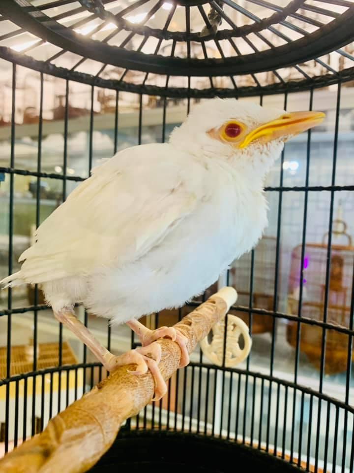Khám phá chợ chim độc đáo, lớn nhất Hà Nội ngày cuối năm | Báo Dân trí
