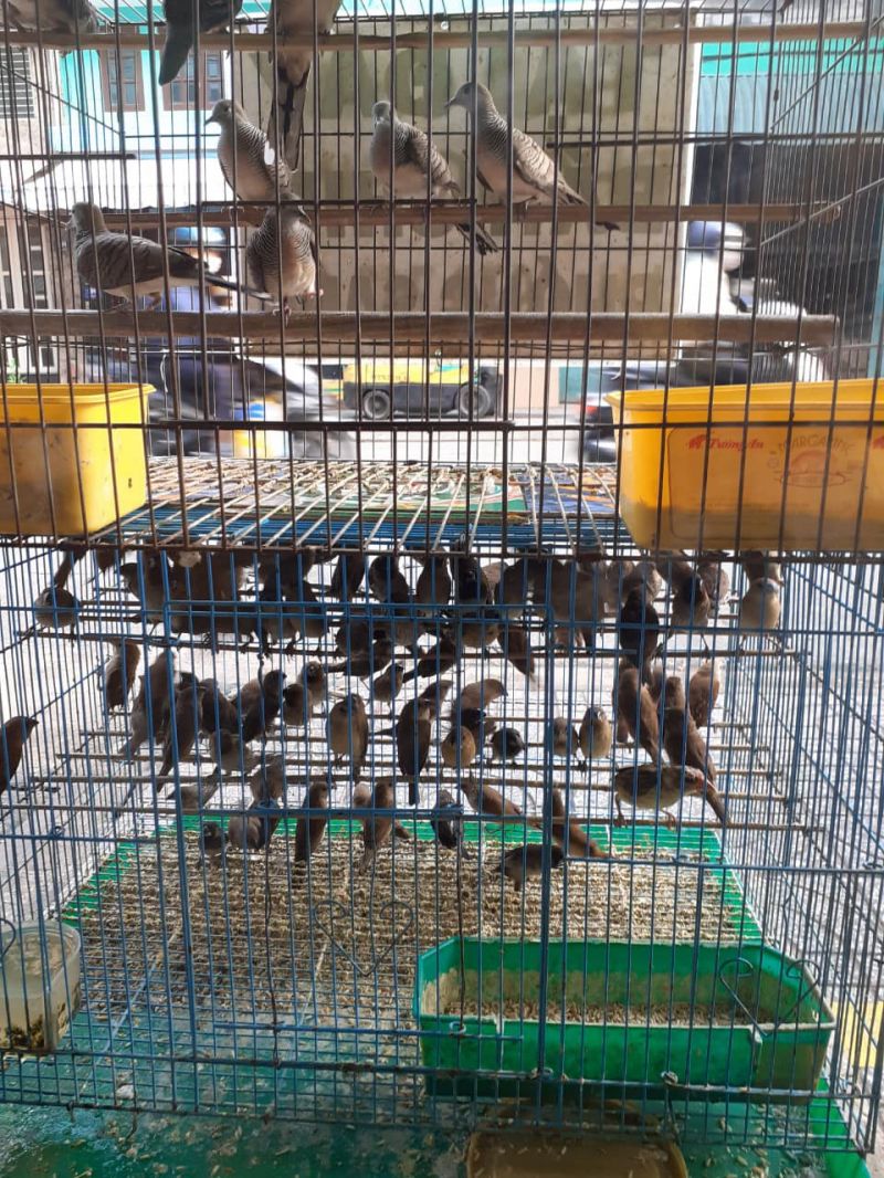 Cửa hàng Bán chim phóng sinh Bảo Long