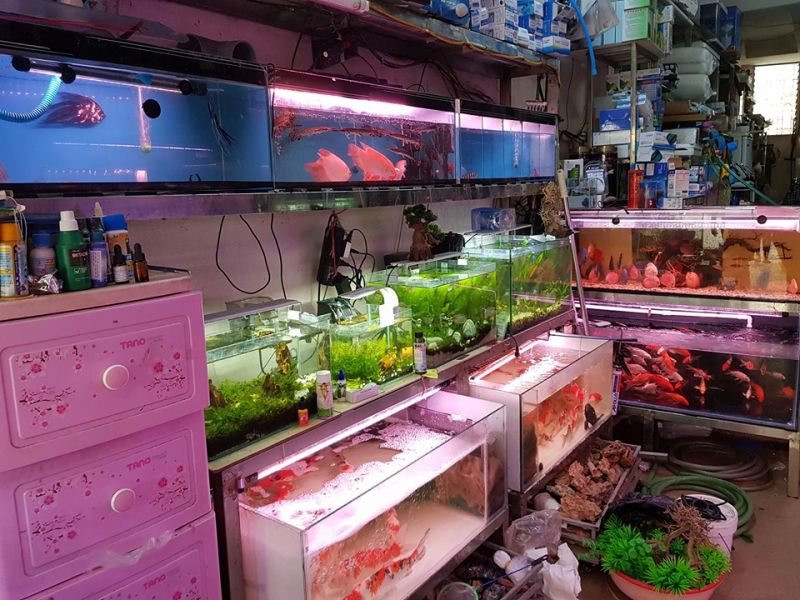 Cửa hàng cá cảnh Sơn Yến