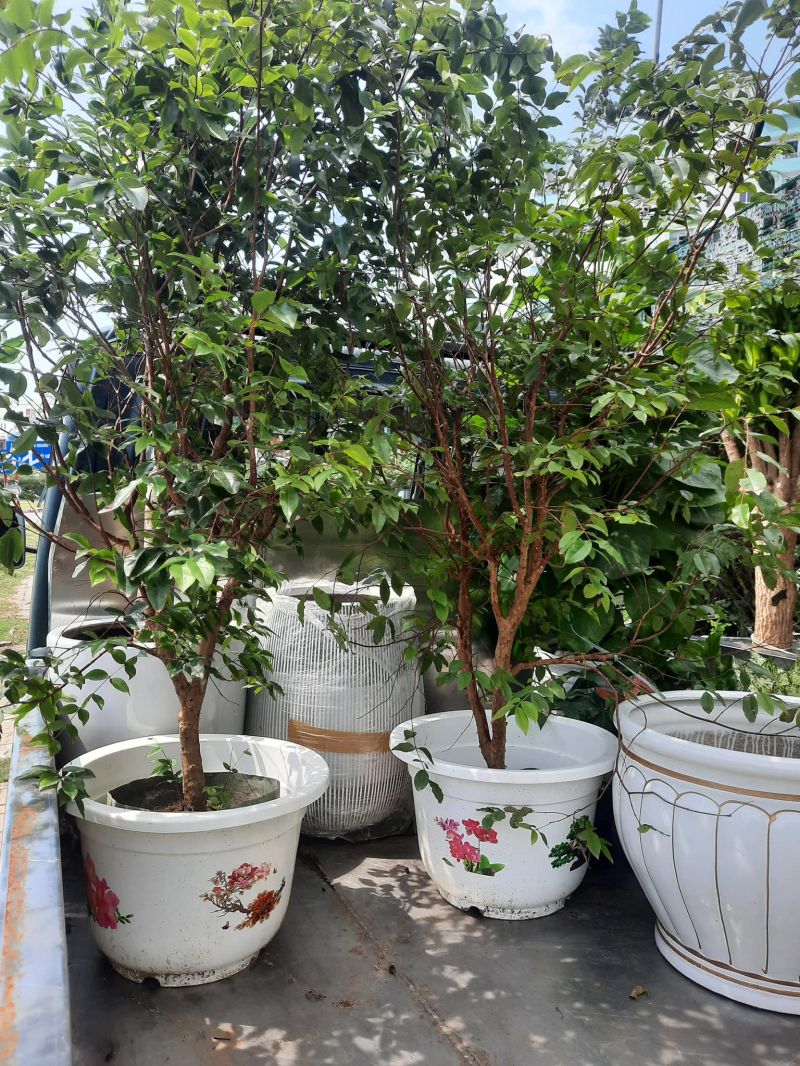 Cửa Hàng Cây cảnh MymyViet Garden - Đà Nẵng