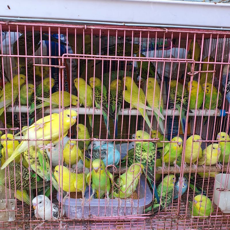 Cửa Hàng Chim Cảnh Hiền