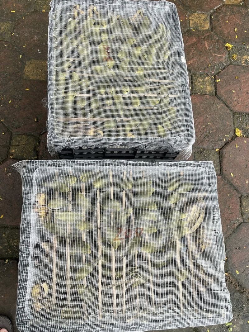 Cửa hàng chim cảnh Quỳnh Trang