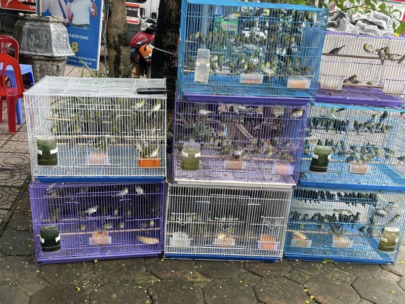 Cửa hàng chim cảnh Quỳnh Trang