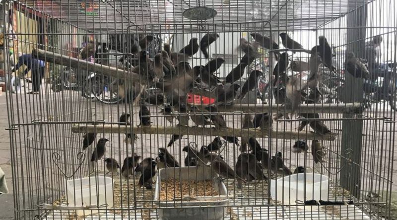 Cửa hàng Chim Phóng Sinh Kim Oanh