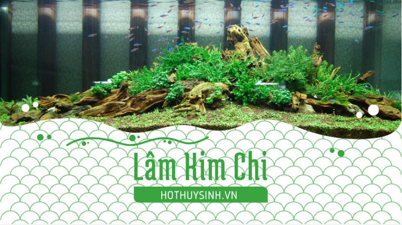 Cửa hàng Lâm Kim Chi