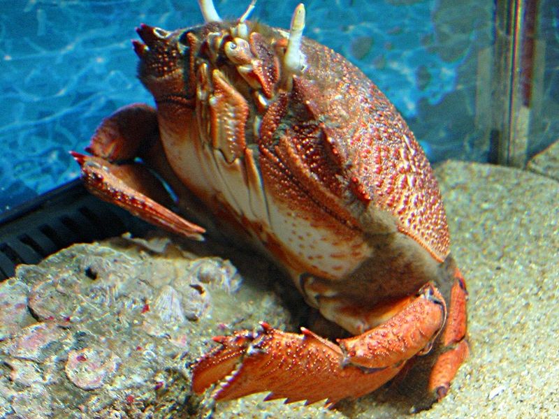 King crab.