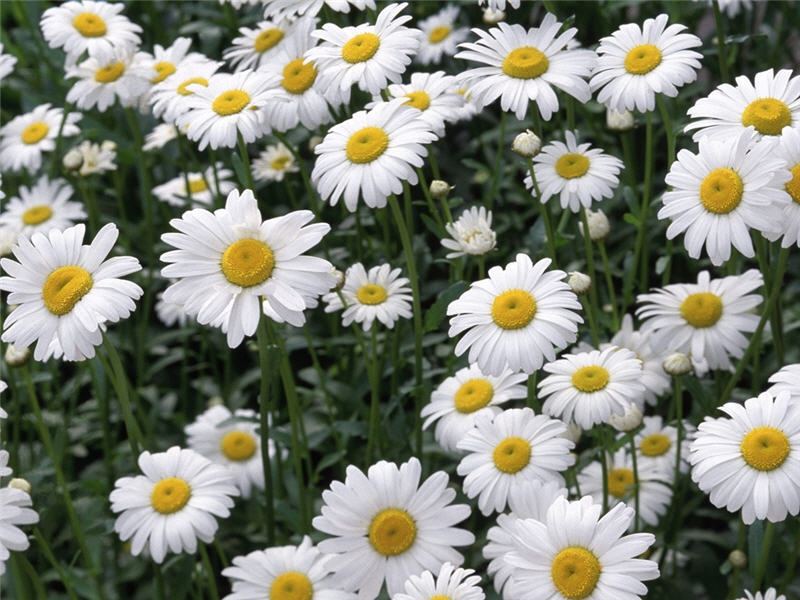 Cúc trắng là loại hoa có công dụng làm mát da, mềm da và giảm nếp nhăn