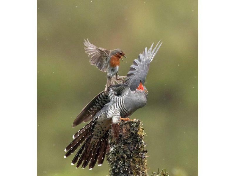 Cuckoo - Chuyên gia nhờ 