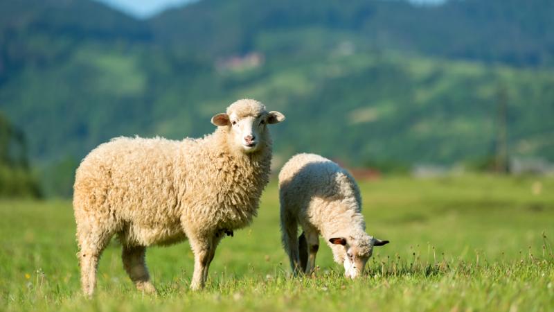 Cừu là gia súc nhỏ nhai lại có mặt ở nhiều nước trên thế giới