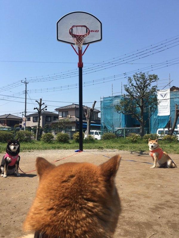 Khi mấy em chơi bóng rổ
