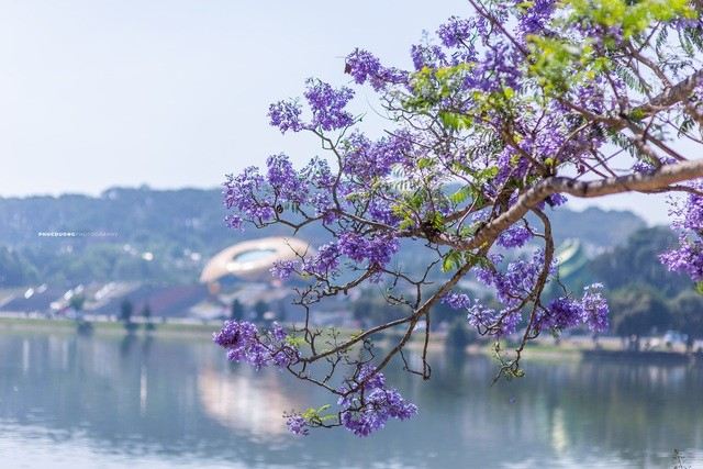 Mưa trên thành phố ngàn thông