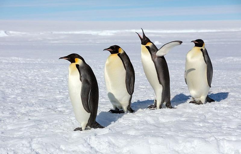 Đặc điểm chim cánh cụt