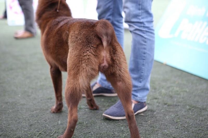 Chó H'Mông cộc có phần đuôi cộc bẩm sinh rất đặc trưng