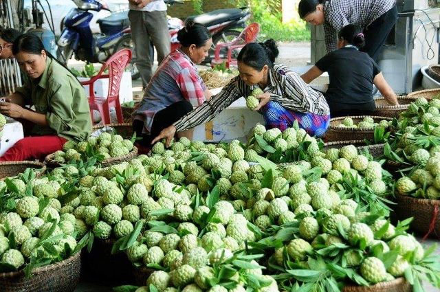 Đặc sản na dai Huyền Sơn - Bắc Giang