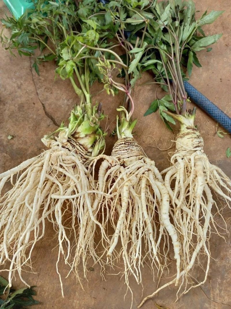 Đặc sản vùng Tây Bắc