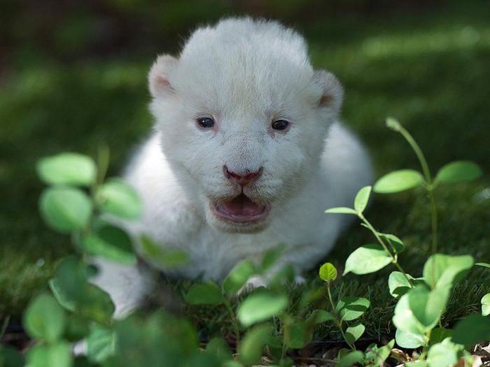 Đặc tính di truyền của sư tử trắng