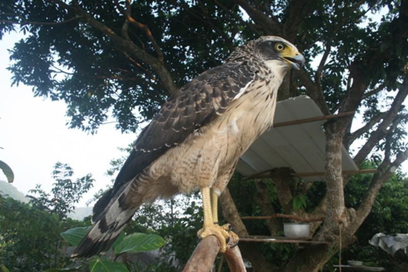 Đại bàng New Guinea