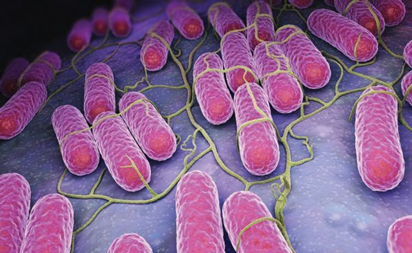 Khuẩn Salmonella, thủ phạm gây ra đại dịch Cocciztli