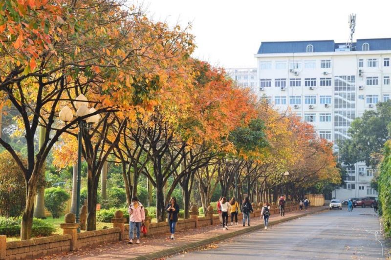 Con đường nổi tiếng tại Đại học Sư phạm Hà Nội