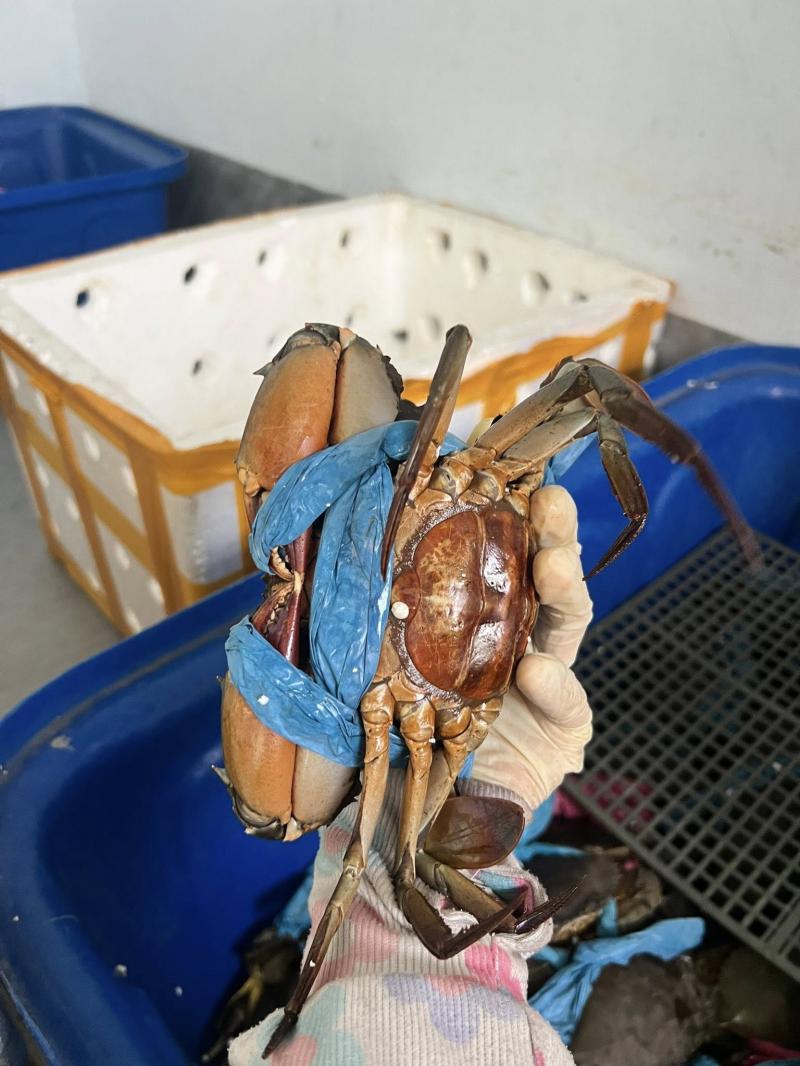 Đại lí cua gạch - Hải sản Nha Trang