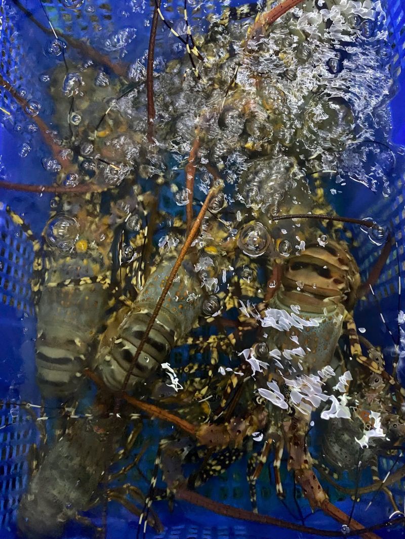 Đại lí cua gạch - Hải sản Nha Trang