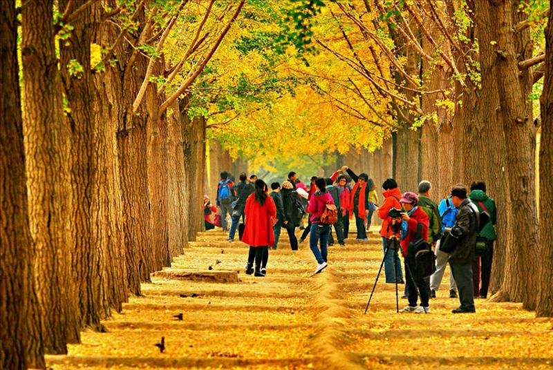 Sắc vàng lung linh, óng ả của những hàng cây bạch quả ngàn năm tuổi