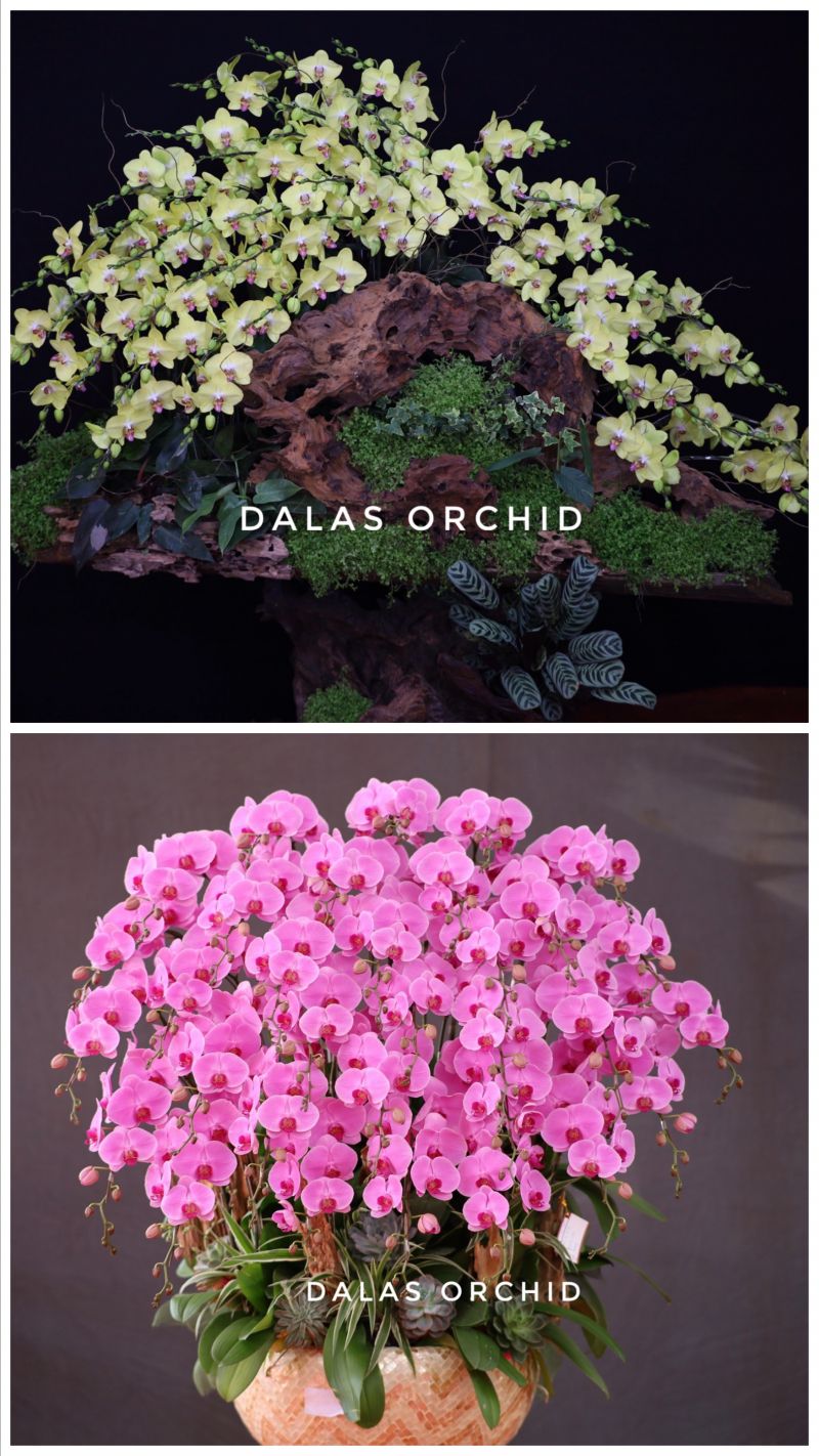 Dalas Orchid