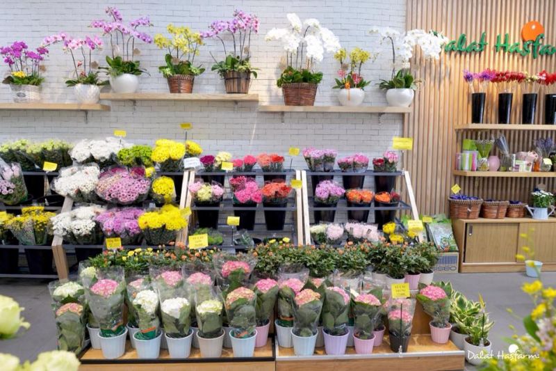 Top 9 Shop hoa tươi đẹp, chất lượng nhất tại Đà Lạt - Toplist.vn