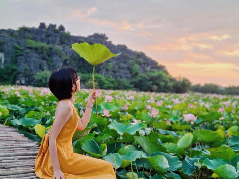 Đầm sen Hang Múa Ninh Bình