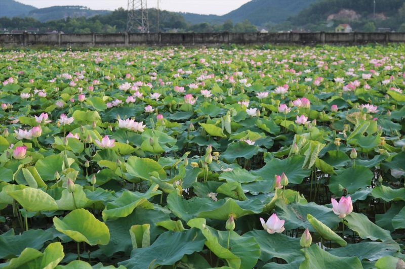 Đầm sen nở rộ, tỏa ngát hương thơm ở xã Kim Liên, huyện Nam Đàn, Nghệ An.